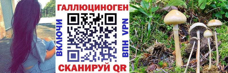 Псилоцибиновые грибы прущие грибы Кедровый